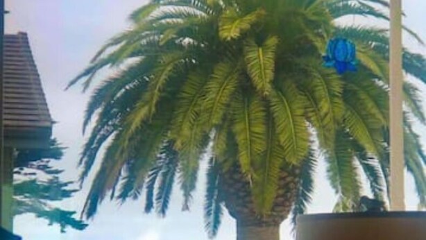 Una habitación con vista al mar, una palmera y un florero con flores.