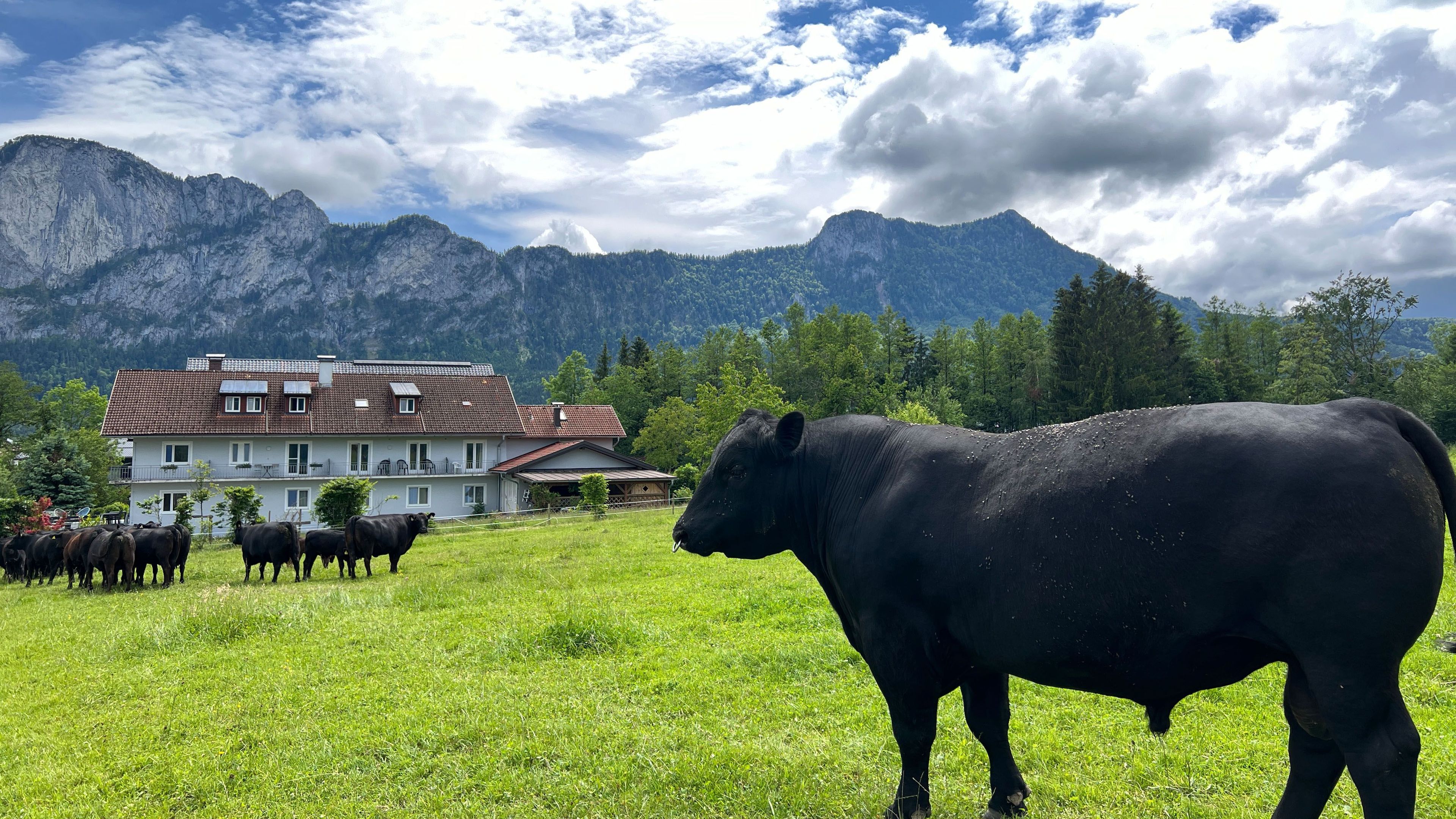 Paisagem rural com uma casa, um campo de vacas e montanhas ao fundo.