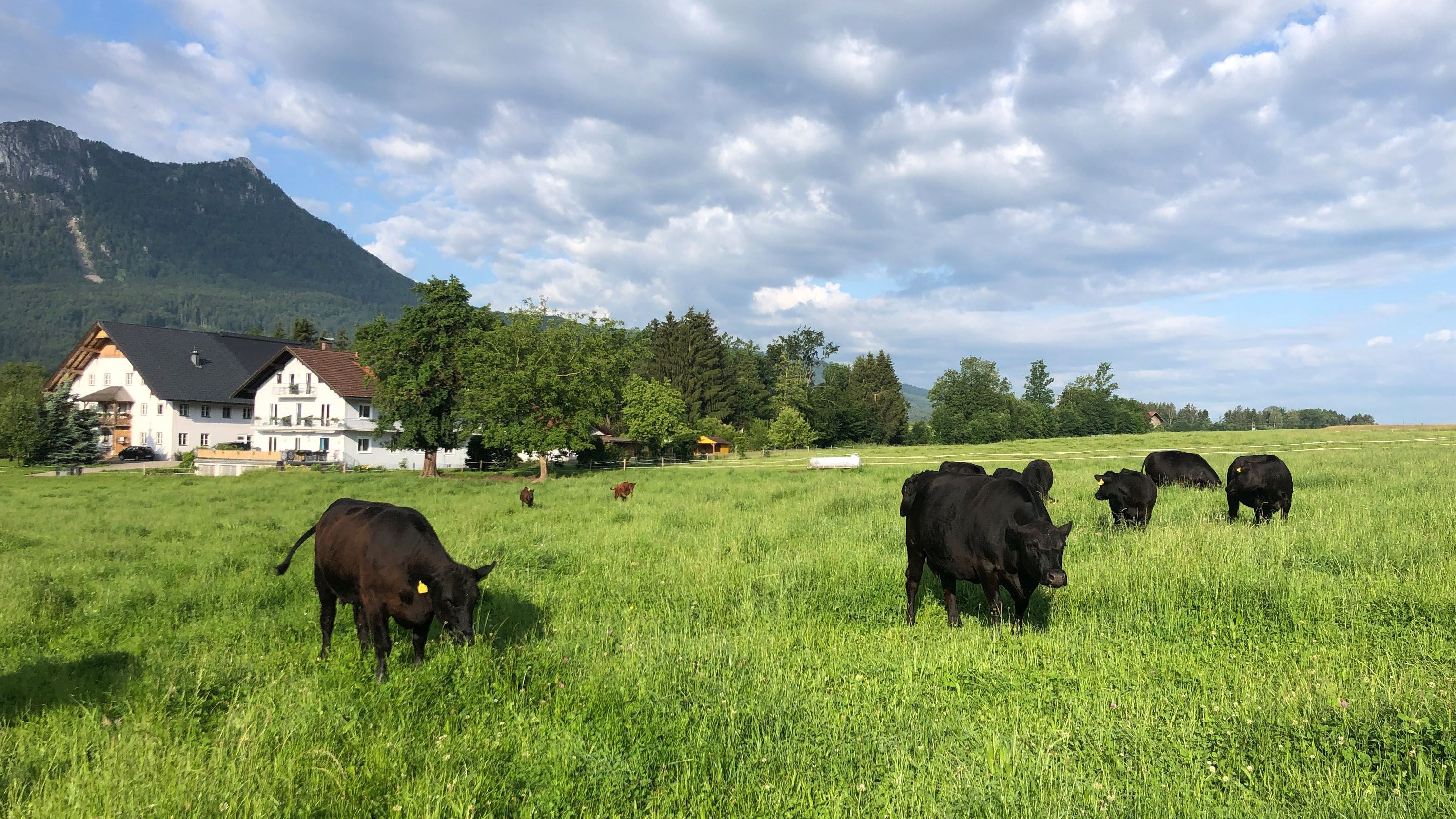 Ländliche Landschaft mit einer Kuhweide, einem Haus und Bergen im Hintergrund.