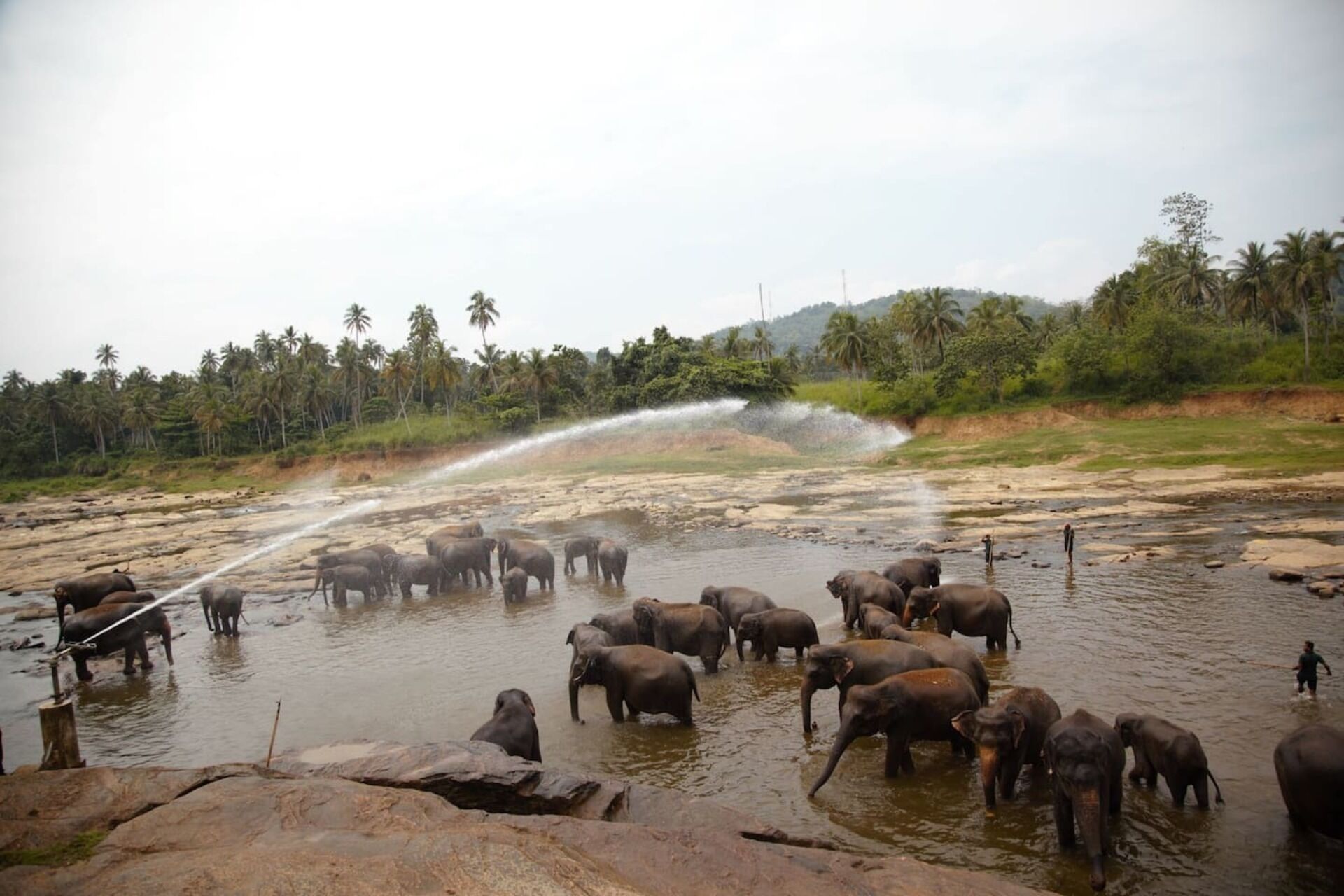 A group of elephants in a river with a water spray.