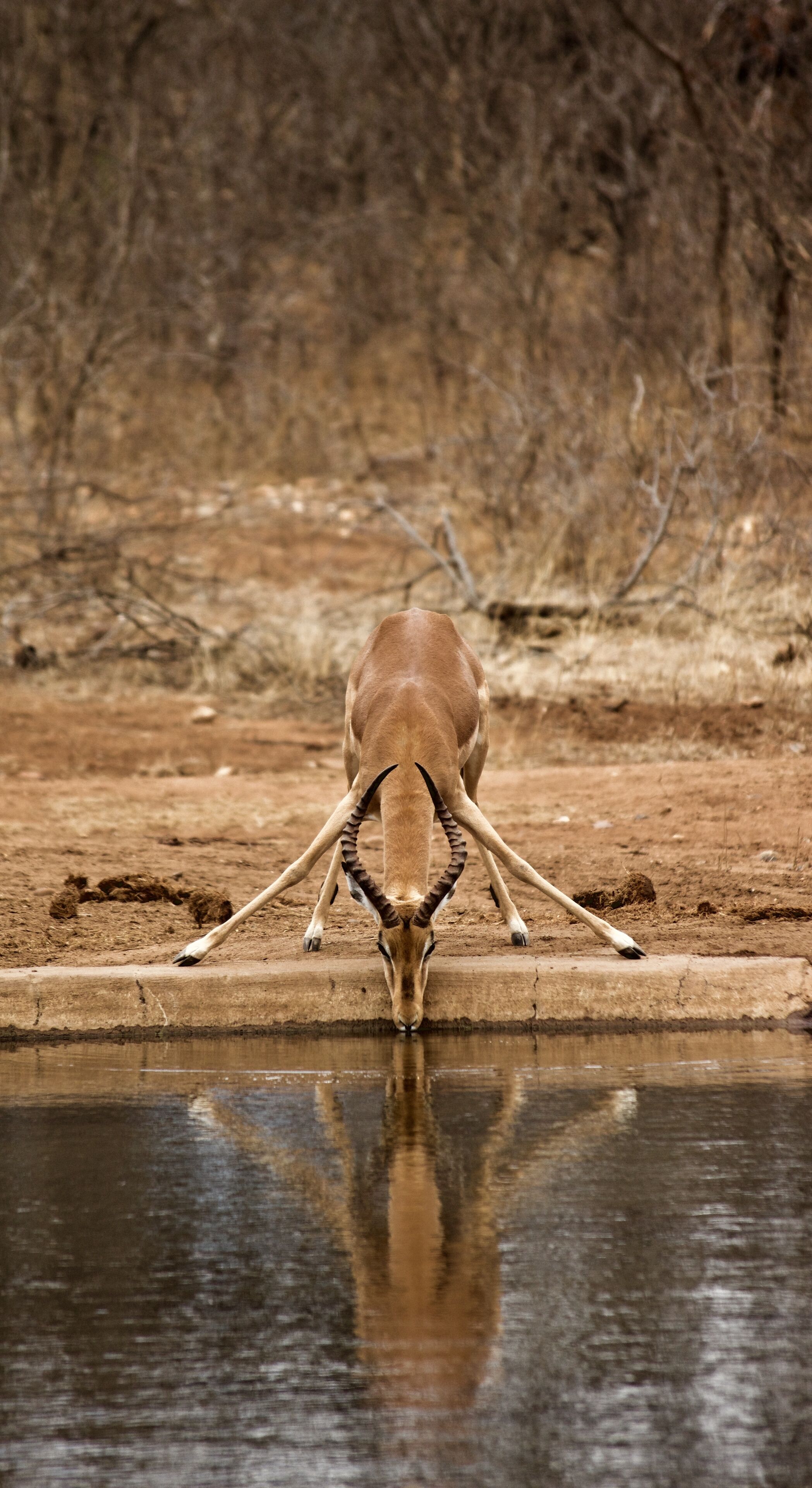 A deer drinking water at a pond with a dry, barren landscape in the background.