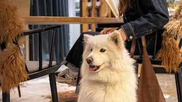 Una persona sentada a una mesa con un perro blanco y esponjoso.