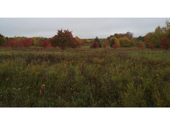 A field with autumn-colored trees and tall grasses. - #3 at Beach Mirage Suites *Monthly deals (Brook Park)