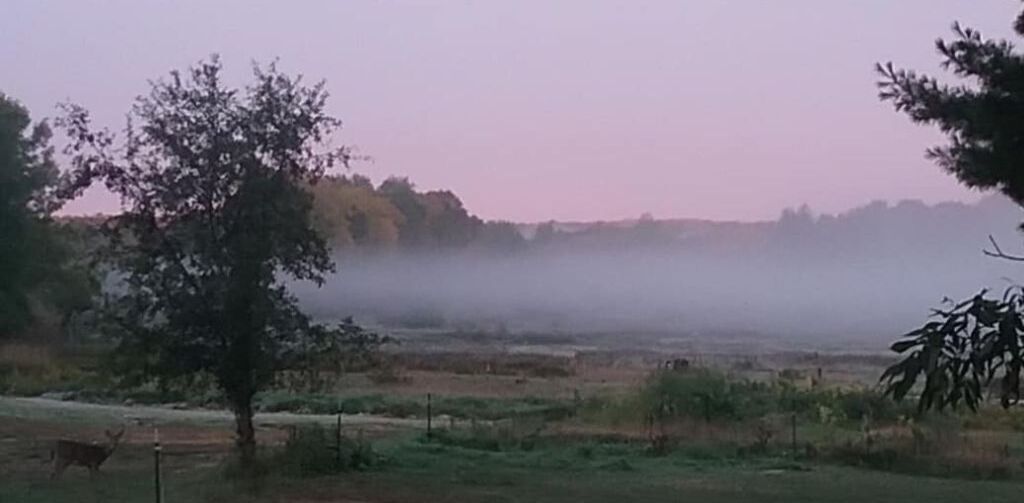 A misty landscape with a tree and a fence.