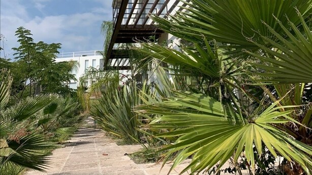 A pathway flanked by palm trees leading to a building with a balcony. - Nice Cozy Apartment in Juriquilla (Qro.)