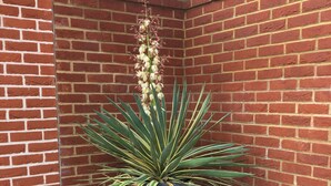 A potted plant with long green leaves and a tall white flower spike against a brick wall. - Charming 1-bedroom Apartment Near Hailsham (Hailsham)