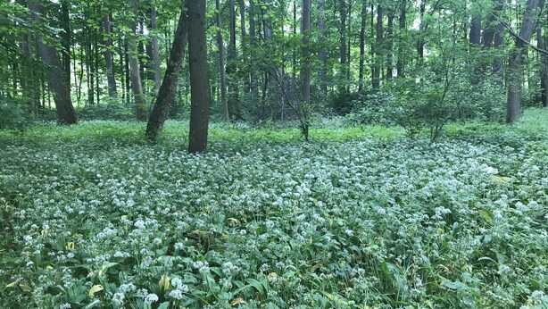 A forest with dense greenery and trees. - Holiday home with sauna and garden lounge (Lauingen)