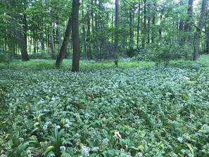 A forest with dense greenery and trees. - Holiday home with sauna and garden lounge (Lauingen)