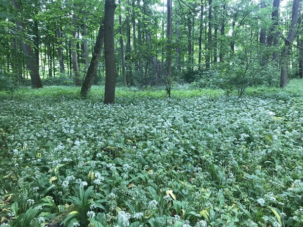 Hiking - Holiday home with sauna and garden lounge (Lauingen)