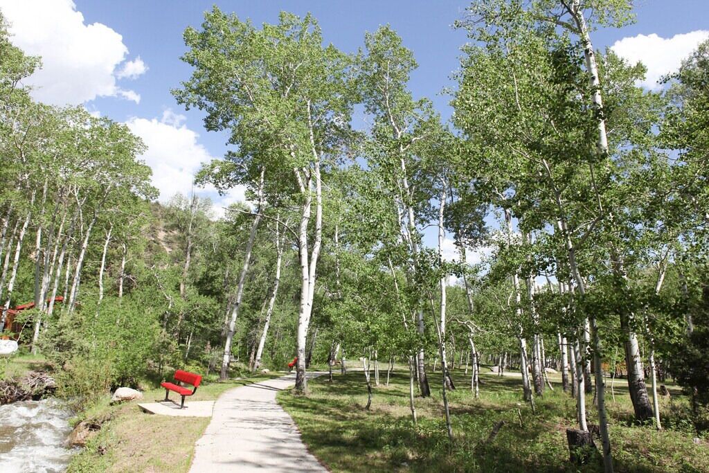 A pathway through a forest with birch trees, a red bench, and a small stream.