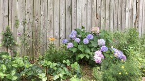 Un jardin agrémenté de buissons d’hortensias et, au fond, une clôture en bois.