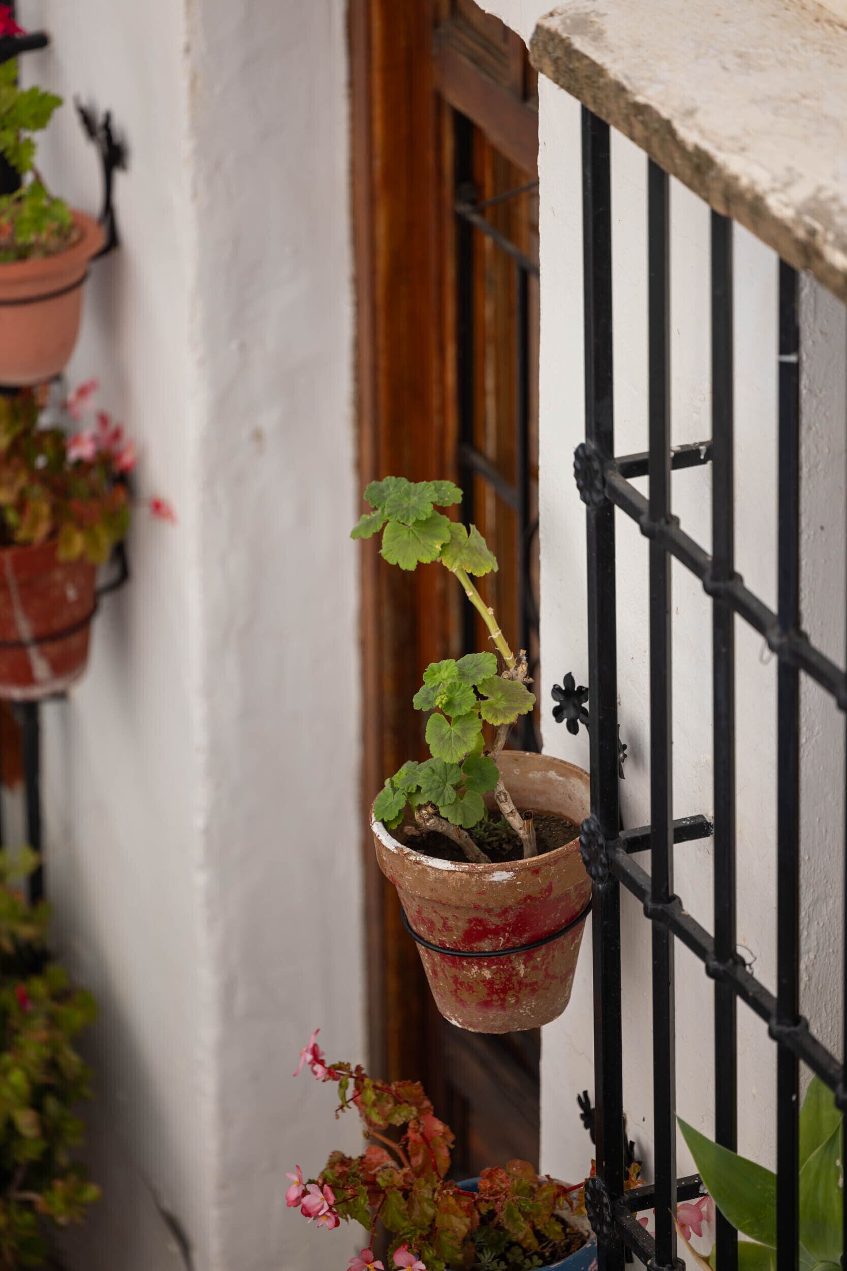A balcony with potted plants and a metal railing.