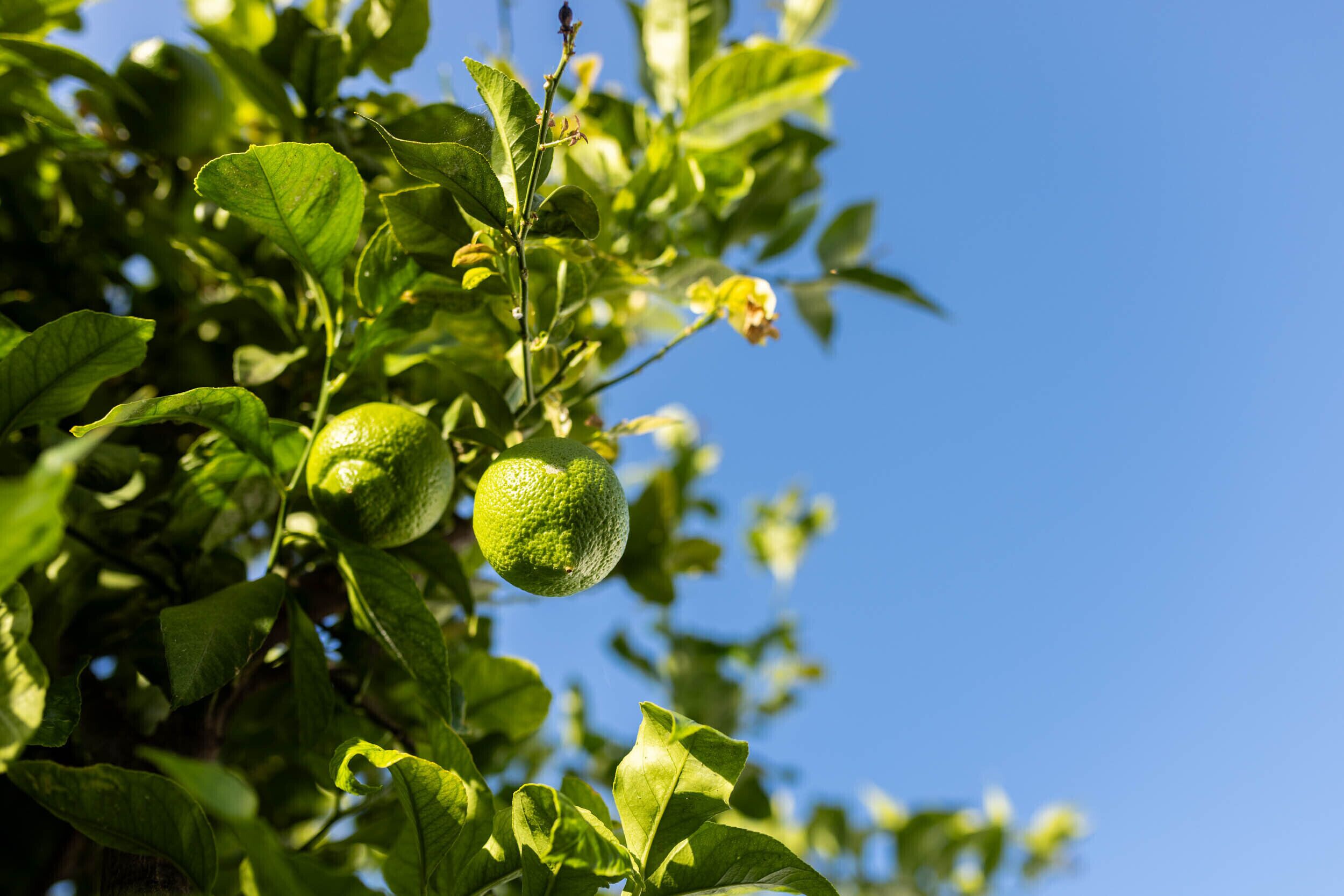 Een boom met groene bladeren en onrijpe vruchten tegen een heldere blauwe lucht.