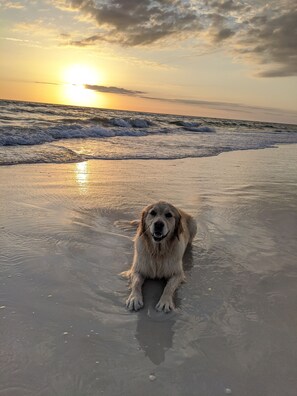 Playa en los alrededores y camastros 