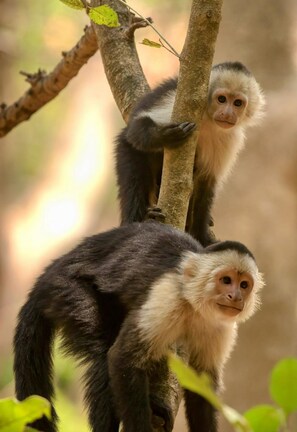 white face monkey's