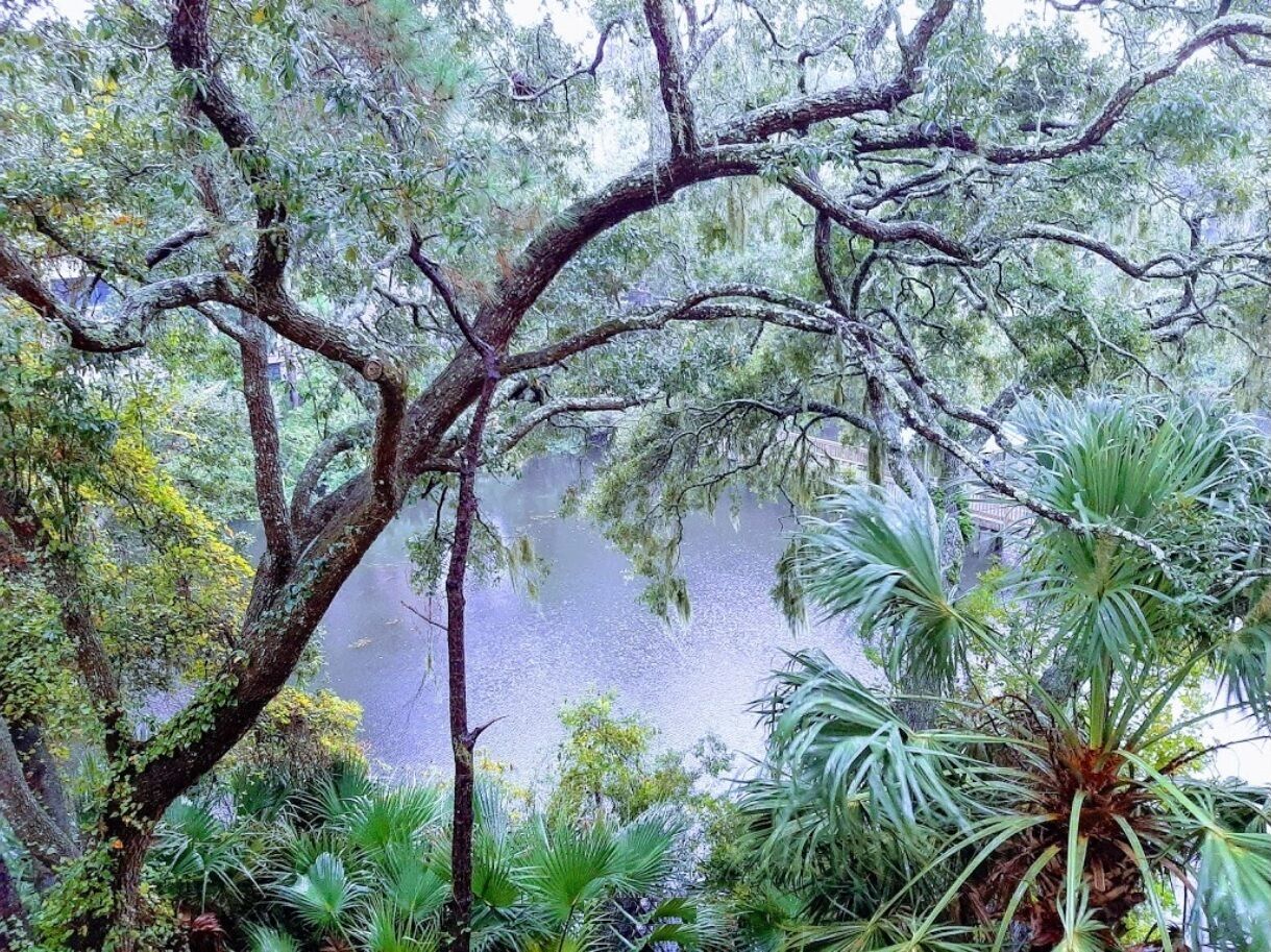 A natural landscape with a large tree and a body of water surrounded by various plants.
