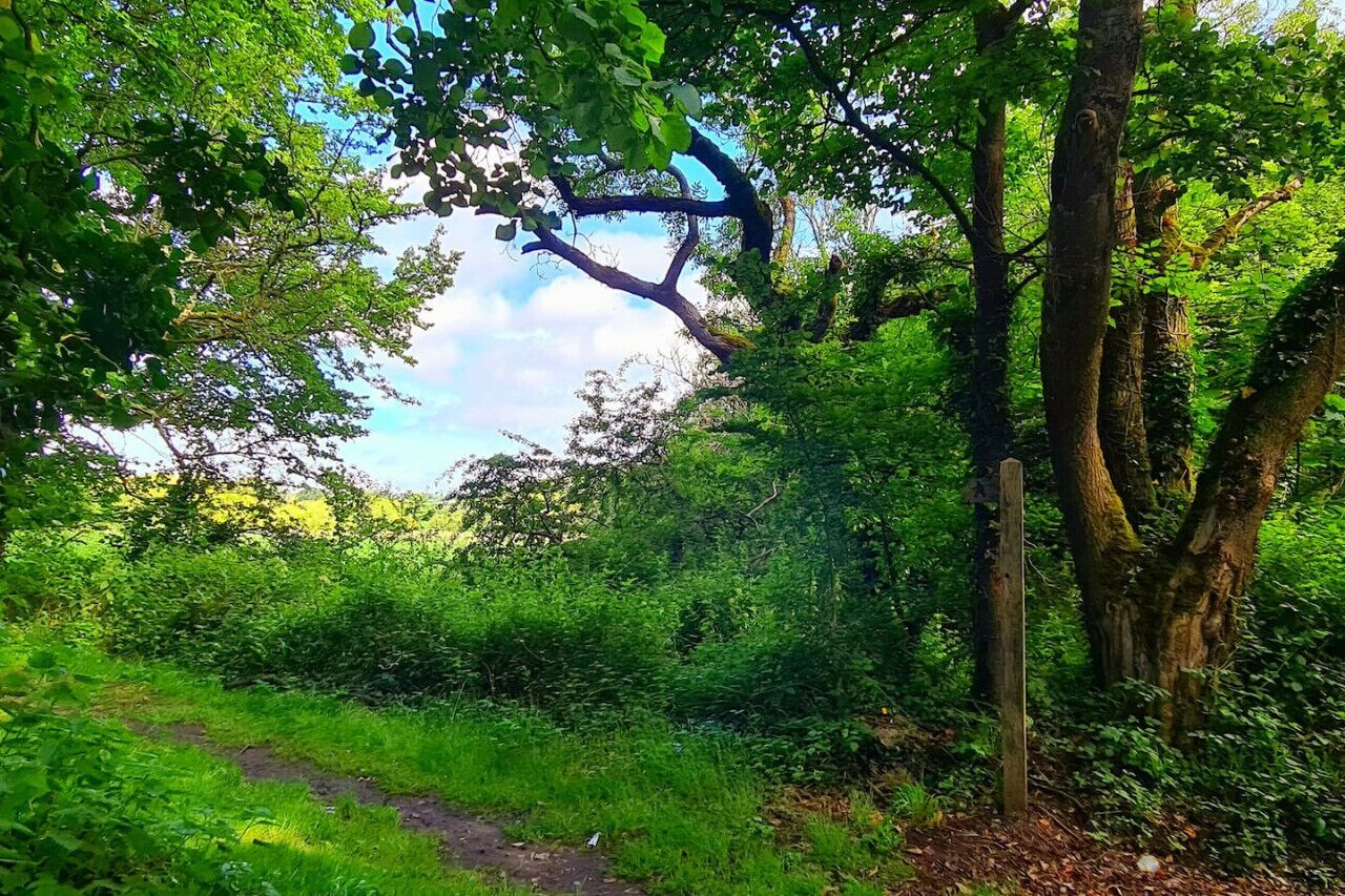 A forested path with dense greenery and trees.