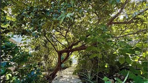 Un chemin en béton bordé d’une végétation luxuriante et verdoyante, qui mène à un espace ombragé.
