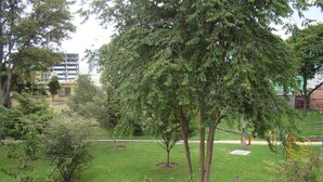 A grassy park area with trees and playground equipment.