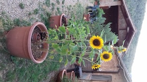 Room, 1 Bedroom | Miscellaneous - Podere Ficareto Farm (Sovicille)