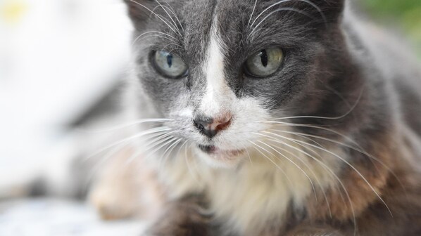 A close-up of a cat's face. - Room-cancun Guest House 6 (Cancun)