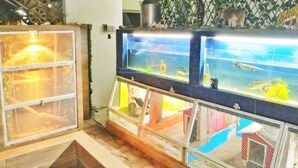 Miscellaneous - Finca Bambino Veracruz (Veracruz)