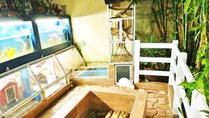 Property grounds - Finca Bambino Veracruz (Veracruz)