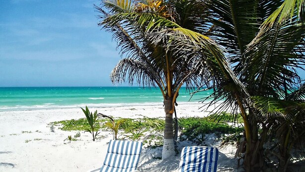 Una playa con dos tumbonas a rayas y una palmera.