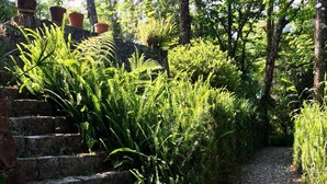 A stone staircase leading up to a garden area with lush greenery and potted plants. - Ideal Para Familia Pequena O Grupo De Tres Amigos (Cuetzalan del Progreso)