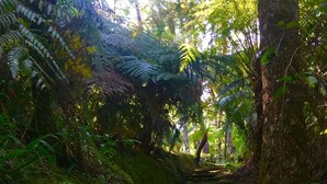 A forested area with a moss-covered stone pathway leading through dense vegetation. - Ideal Para Familia Pequena O Grupo De Tres Amigos (Cuetzalan del Progreso)