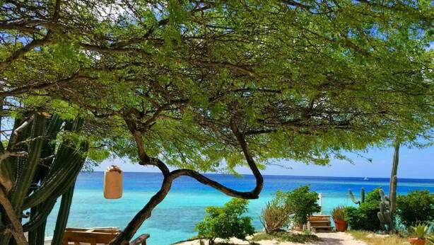 Eine Szene am Strand mit einer Holzbank, einem Kaktus und einem Tisch mit Getränkespender.