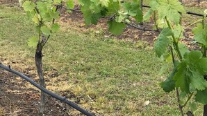 A vineyard with rows of grapevines, a building with a white roof, and a grassy field. - Ironbark Hill Spa Bath Villa 4 - Novato (Pokolbin)