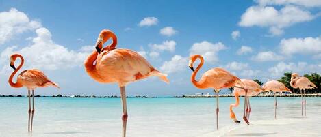 Flamingos standing in shallow water on a beach with clear skies.