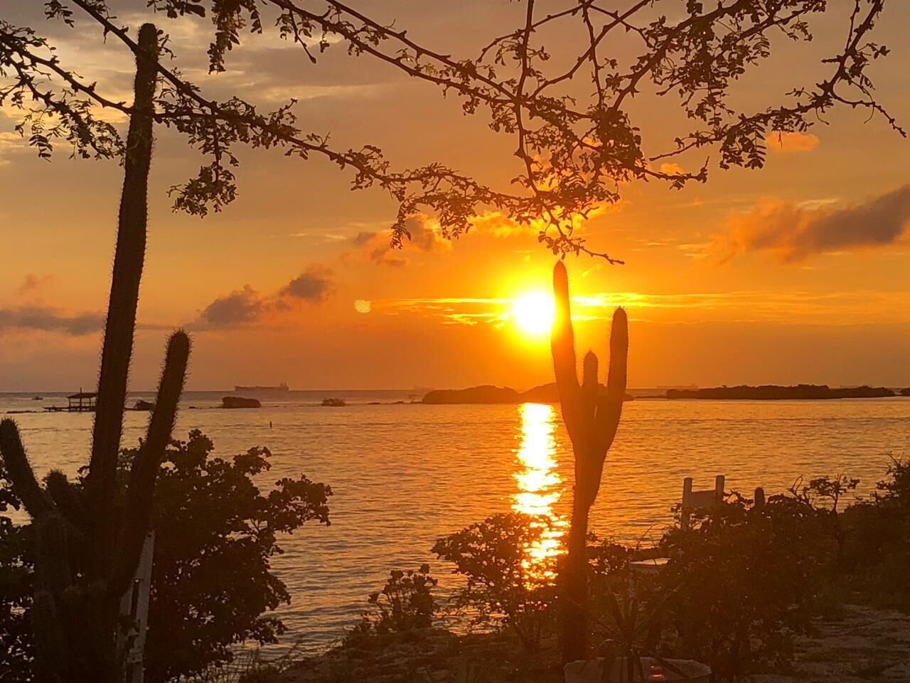 Ein Sonnenuntergang über einem Gewässer, im Vordergrund eine Kaktusstaude.