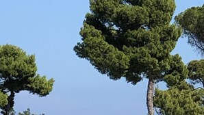Vista costera con árboles verdes y un cielo azul despejado.