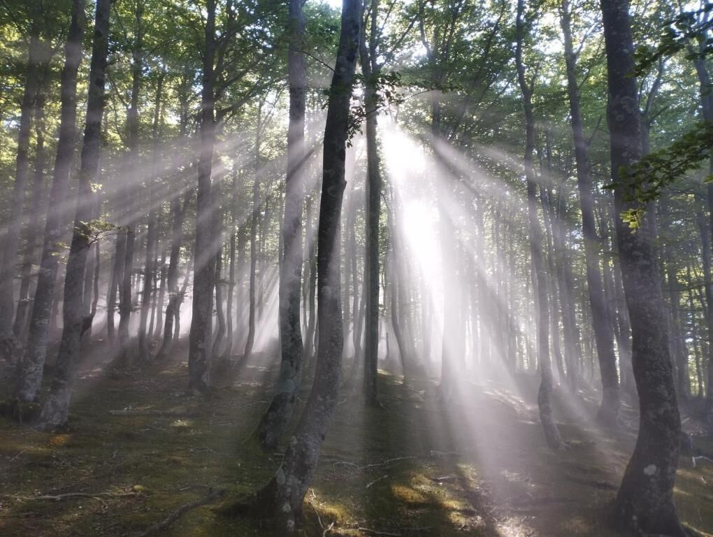 A forest with tall trees and sunlight filtering through.