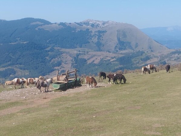 Un grupo de caballos pastando en una ladera cubierta de hierba, con montañas al fondo.