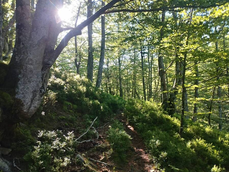 Un área boscosa con un sendero de tierra.