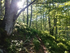 Un área boscosa con un sendero de tierra.