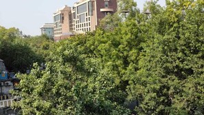 A multi-story building with a modern architectural design, surrounded by lush green trees. - ADB Rooms Knights Inn (New Delhi)