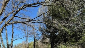 A dirt path in a wooded area with trees on both sides.