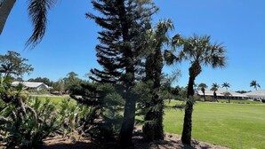 A well-maintained lawn with a tall coniferous tree and several palm trees. - Just Listed for 2027 Season:  Glen Eagle Golf & Country Club (Naples)