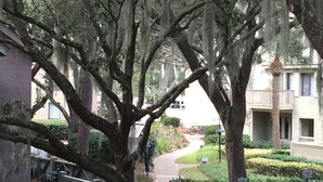 Una calle residencial con árboles grandes, un sendero y un edificio con balcón.