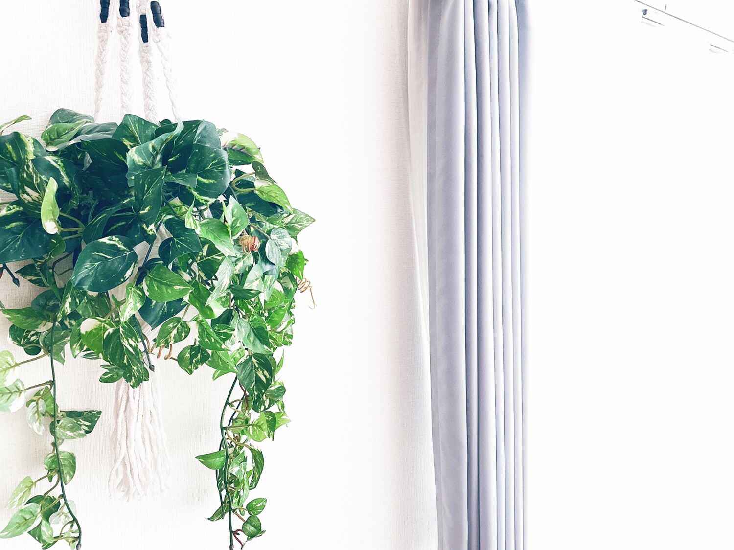Una habitación con una planta colgante y una cortina blanca.