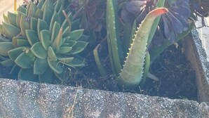 A rooftop garden with various succulents and flowering plants. - Panoramic and Bright Penthouse is Waiting for you (Rome)