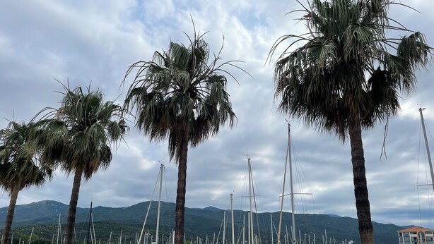 Uma marina com vários barcos atracados, rodeada por palmeiras e montanhas ao fundo.