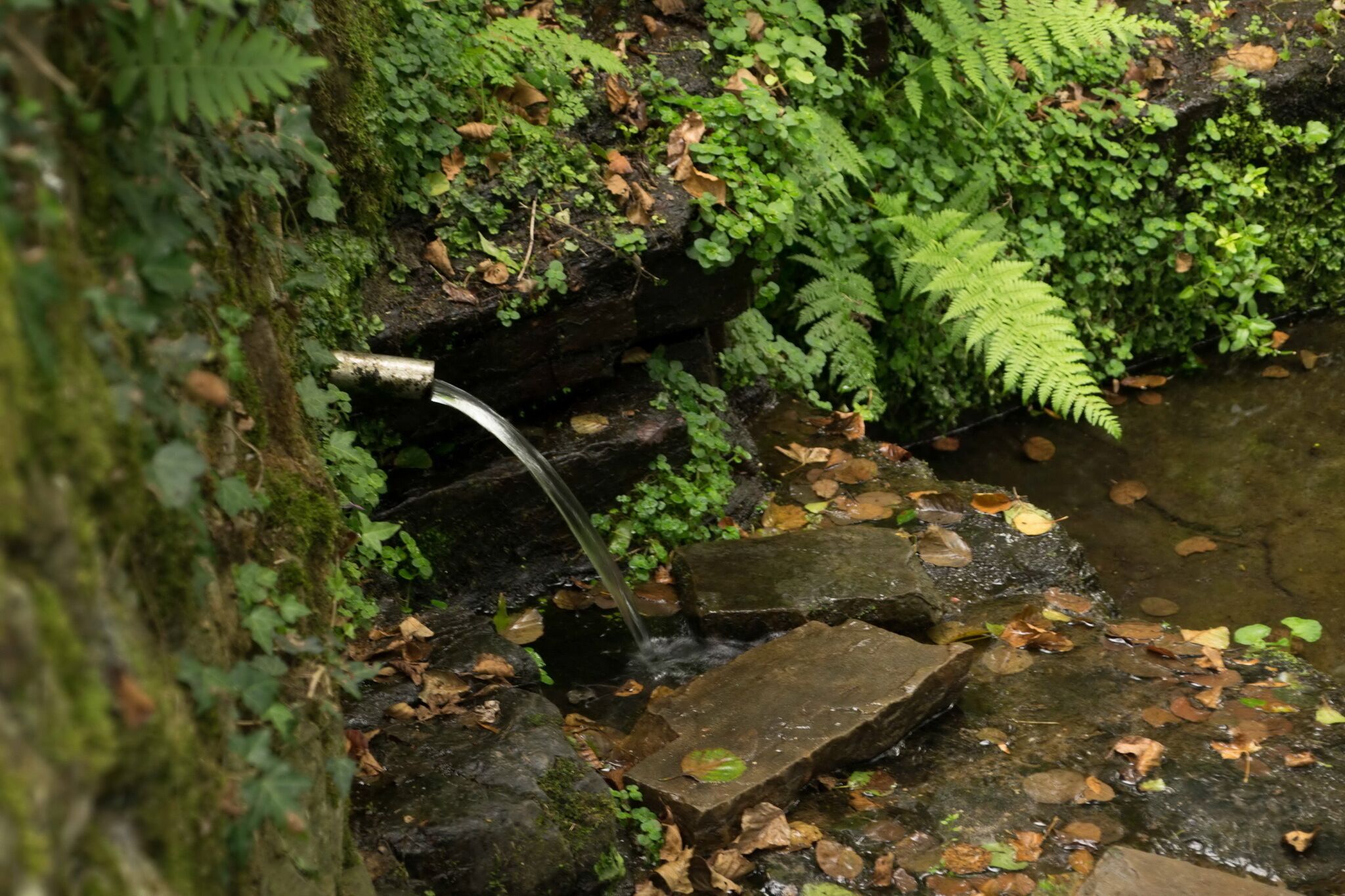 Una fuente de piedra natural con un arroyo que fluye sobre rocas, rodeada de exuberantes helechos y hojas verdes.