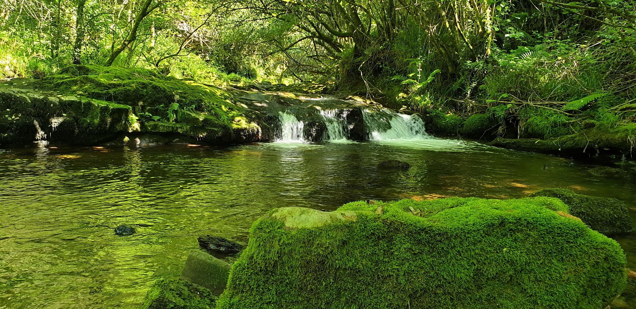 Una cascada natural en un área boscosa, con rocas cubiertas de musgo y abundante vegetación.