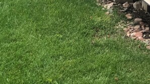 A rabbit under a house with grass and rocks around. - Right by the lake and fast walk to the beach.  (Saint Charles)