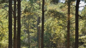 A hot tub on a wooden deck surrounded by tall trees. - Rowdy Rooster, A Relaxing Cabin 3.4 miles from nearest Broken Bow Lake boat ramp (Broken Bow)